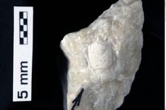 Foto (Detailansicht) von Cracensigillatus acutirostrus (Moericke, 1889) (NHMW-GEO-1990-0041-0311)